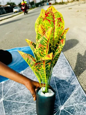Maua Artificial