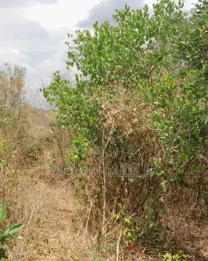 Shamba La Ekari 10 Linauzwa Kiwangwa Msinune