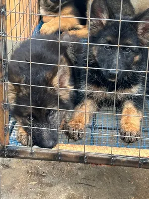 1-3 months Male Purebred German Shepherd
