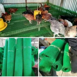 Nyavu Kwajiri Ya Kuku