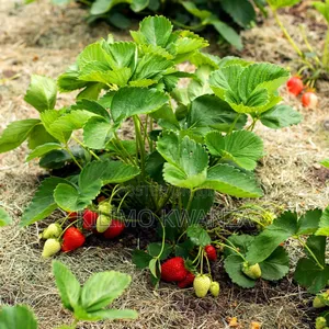 Miche Ya Strawberry