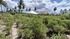 Beach Plot for Sale at Pongwe Zanzibar