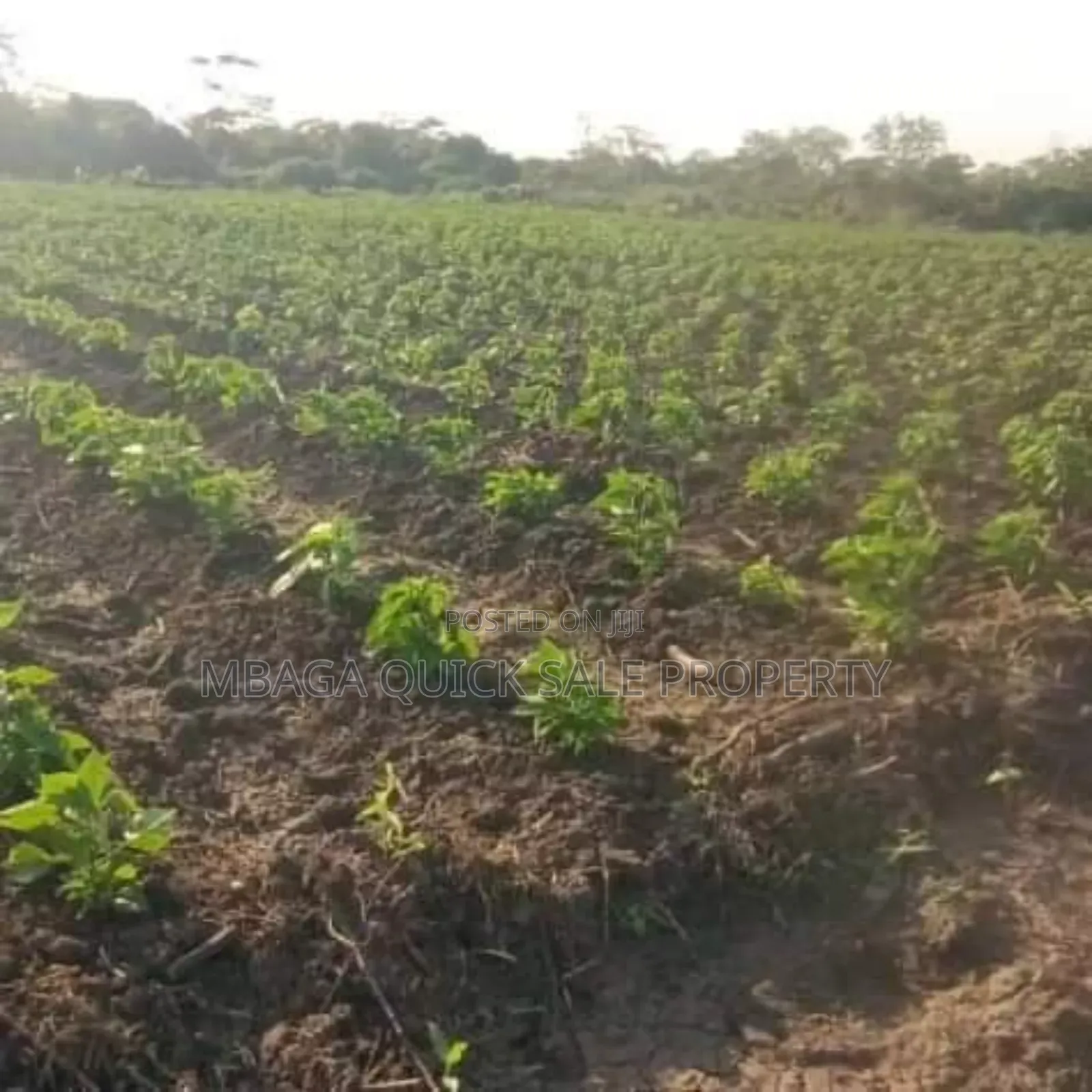 Farm Along the River With 184 Acres at Bagamoyo Wami River