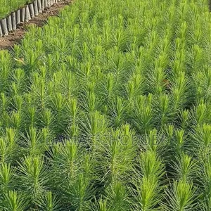 Shamba Acre 100 Zinauzwa Iringa
