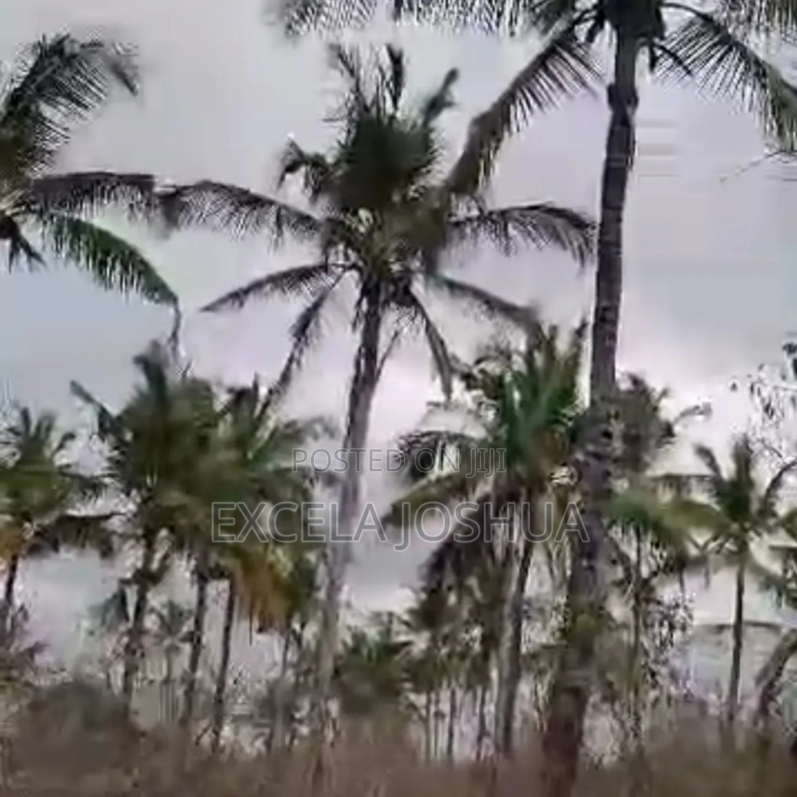 A 60 Acres Farm Located at Mbwewe Is Available for Sale