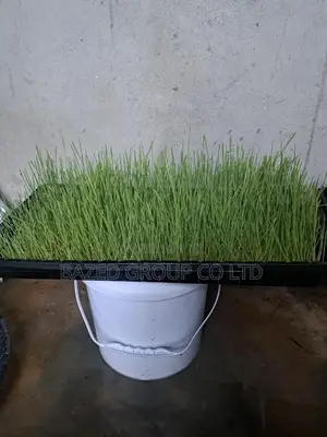 Hydroponics Tray