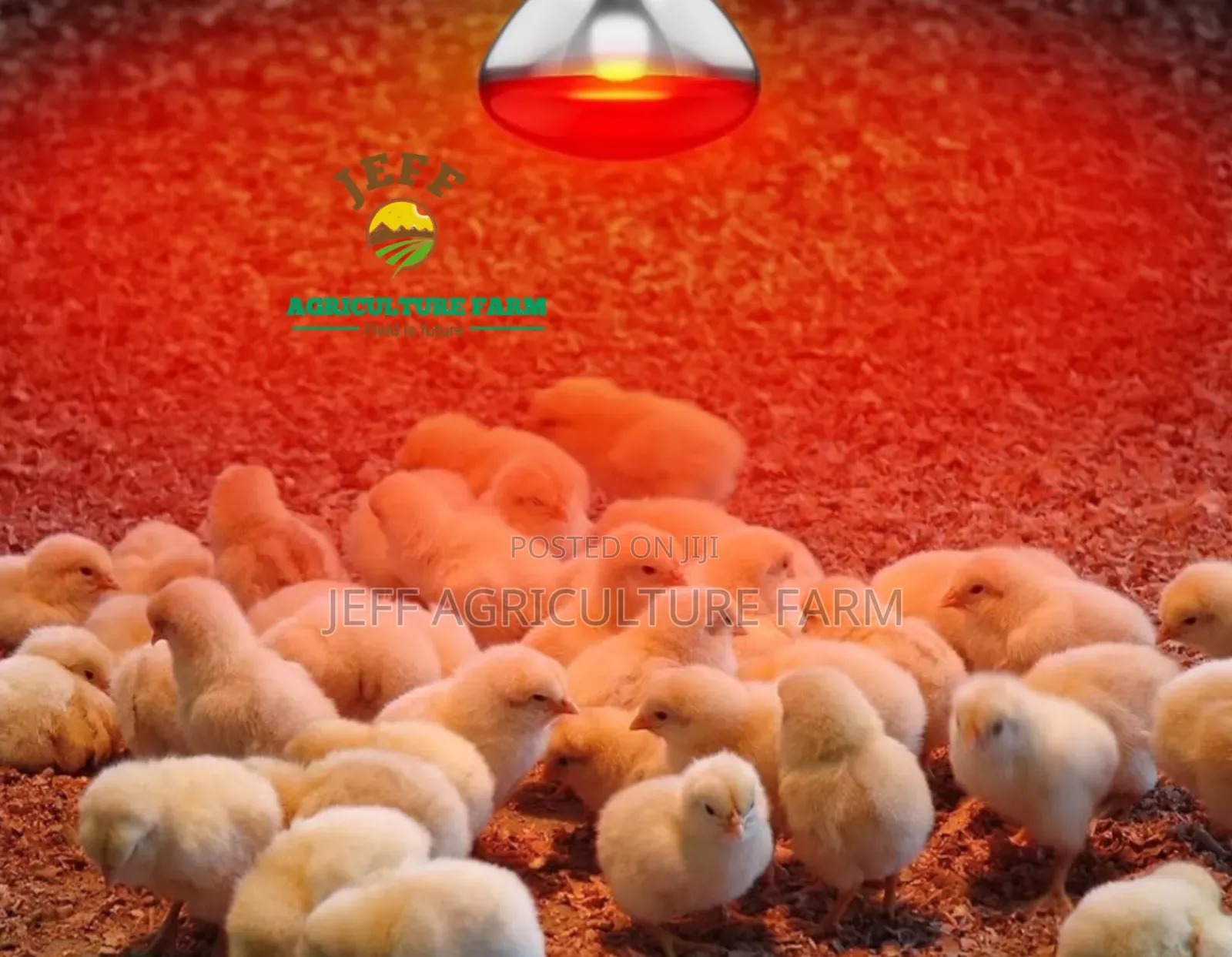 Lamp for Chicken