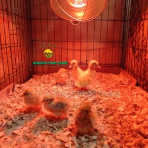 Lamp for Chicken