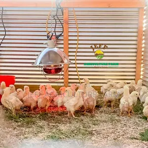 Lamp for Chicken