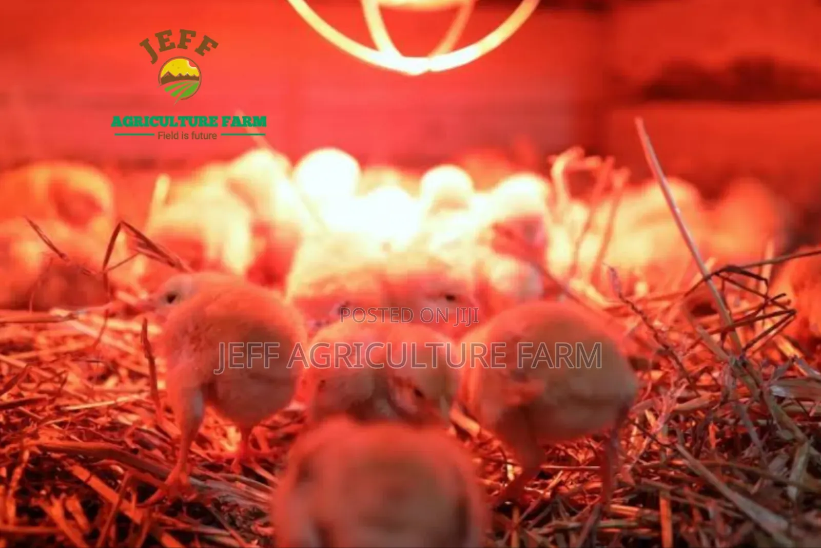 Lamp for Chicken
