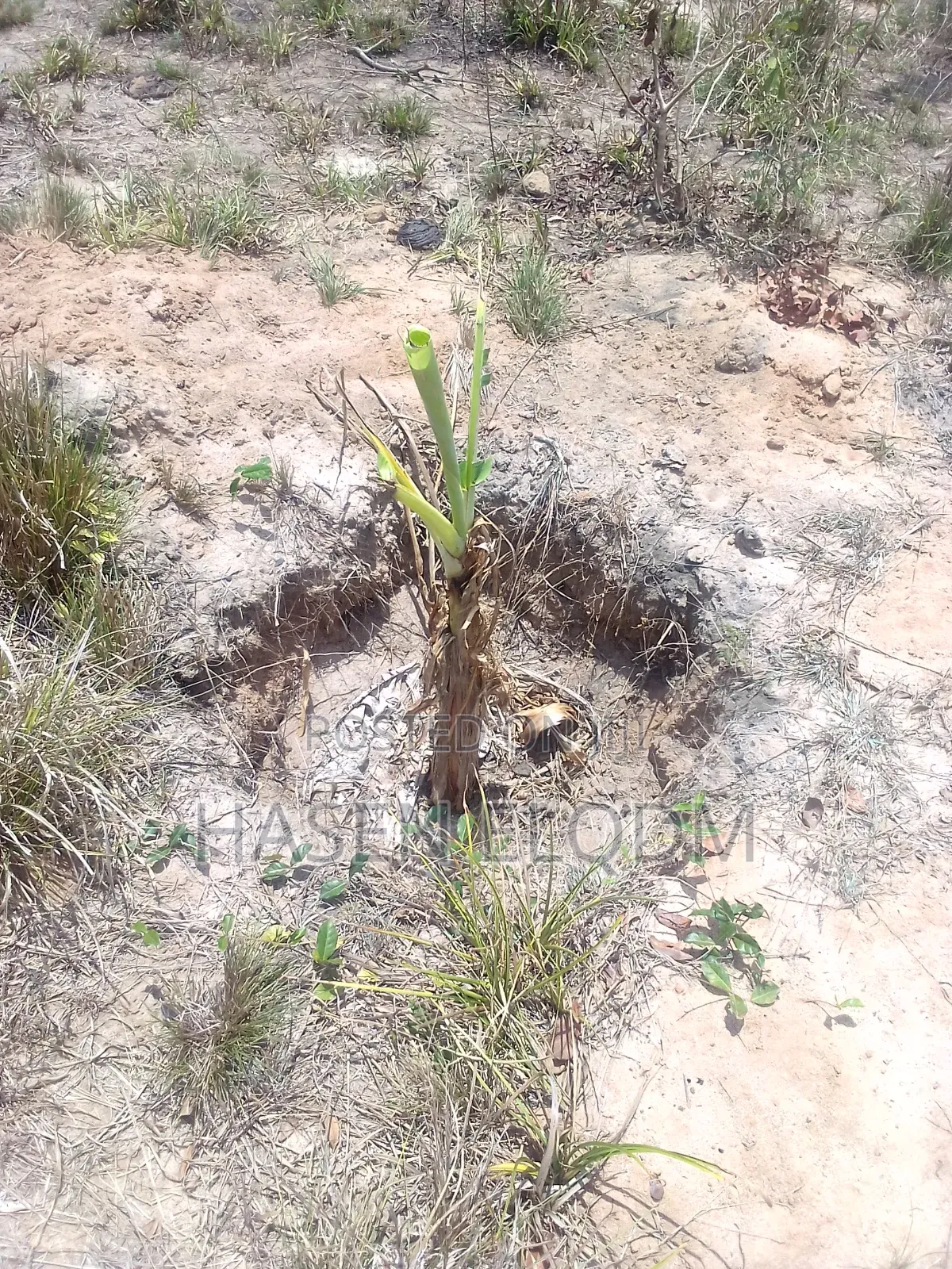 Shamba 2.6 Acre Linakodishwa Farm for Rent