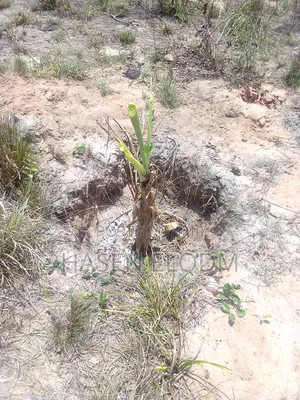 Shamba 2.6 Acre Linakodishwa Farm for Rent