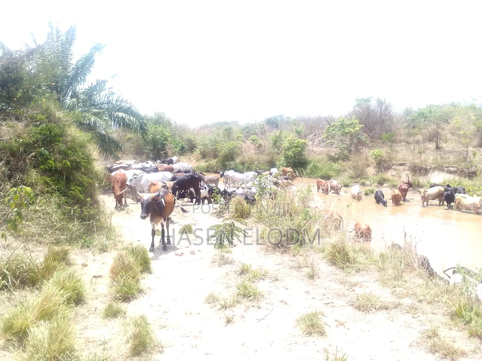 Shamba 2.6 Acre Linakodishwa Farm for Rent