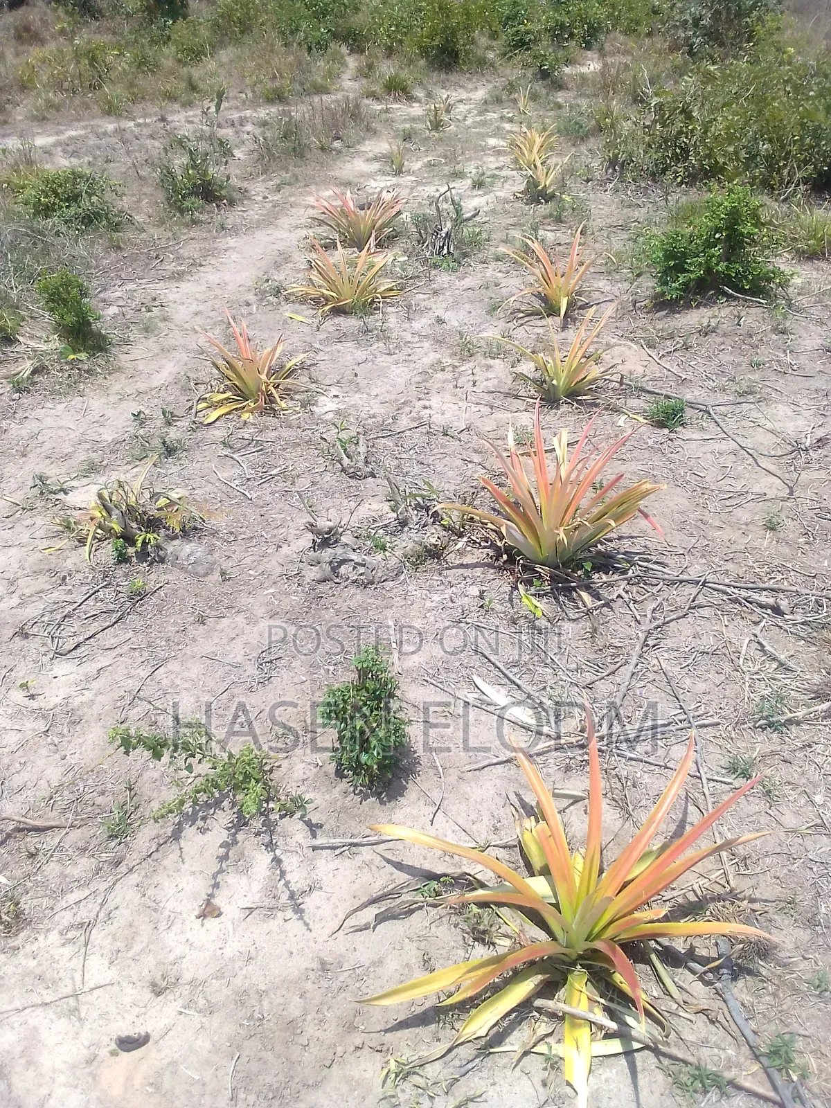 Shamba 2.6 Acre Linakodishwa Farm for Rent