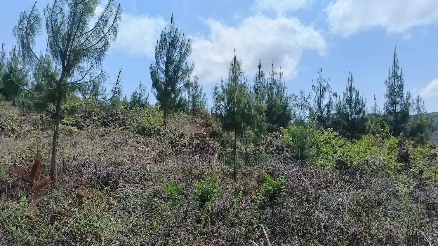 Shamba Linauzwa Lina Pine Ni Ekari 5