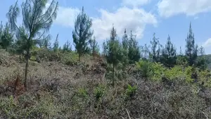 Shamba Linauzwa Lina Pine Ni Ekari 5