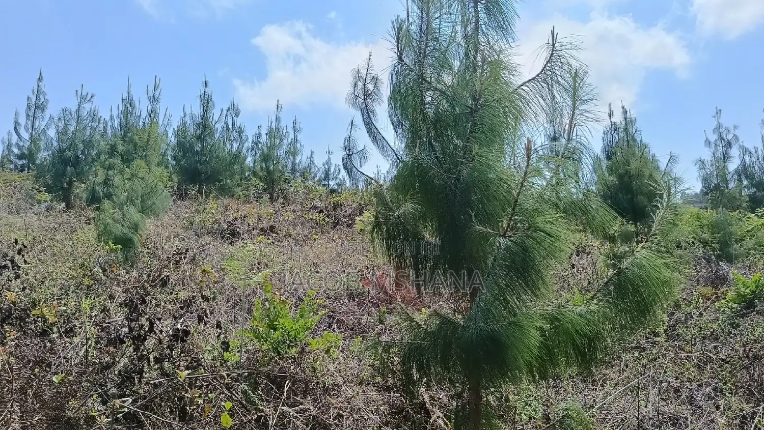 Shamba Linauzwa Lina Pine Ni Ekari 5
