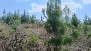 Shamba Linauzwa Lina Pine Ni Ekari 5