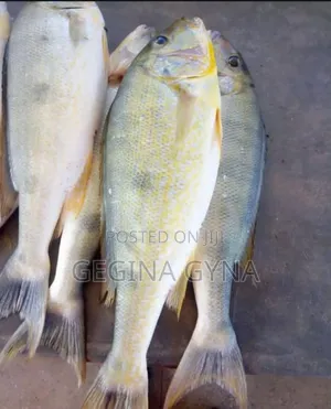 Kuhe Fresh Kutoka Kigoma Kwa Oda Tu