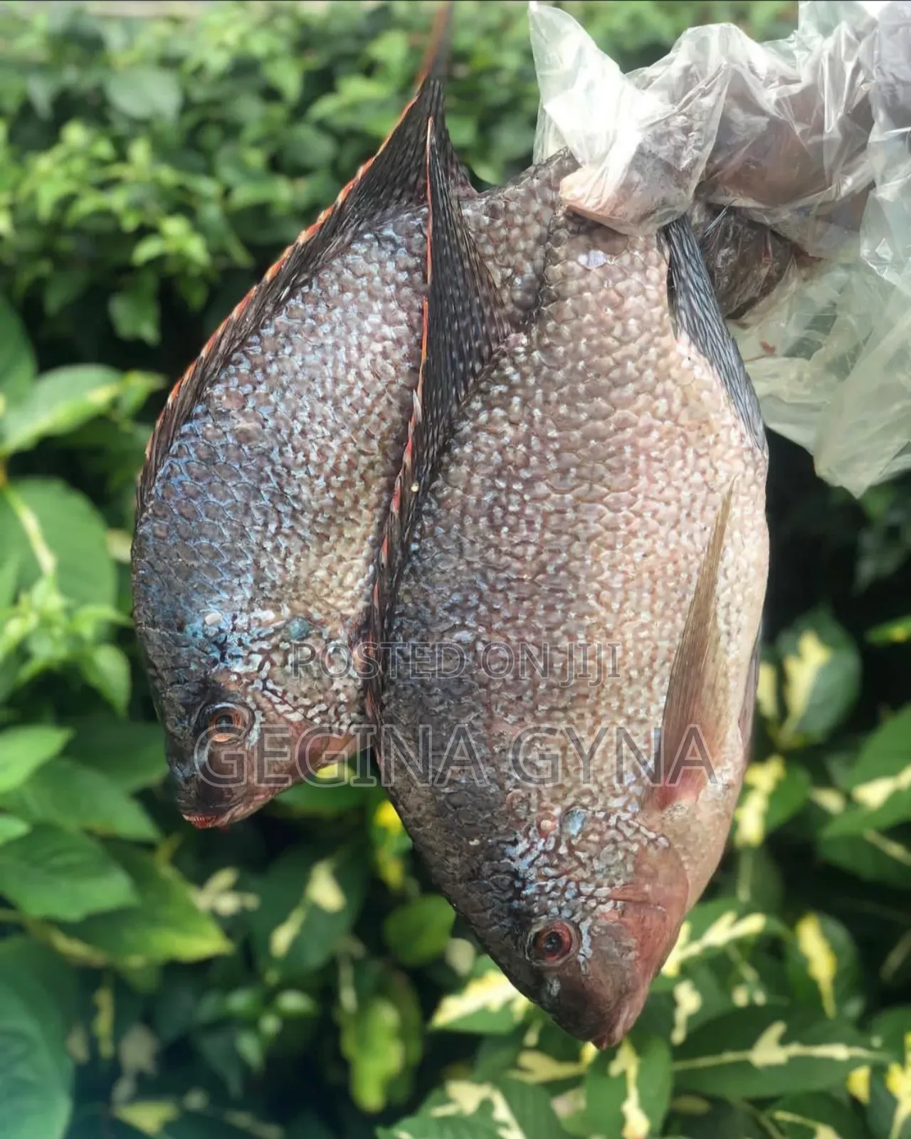 Ngege Fresh Kutoka Kigoma