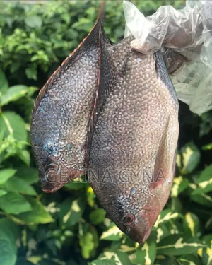 Ngege Fresh Kutoka Kigoma