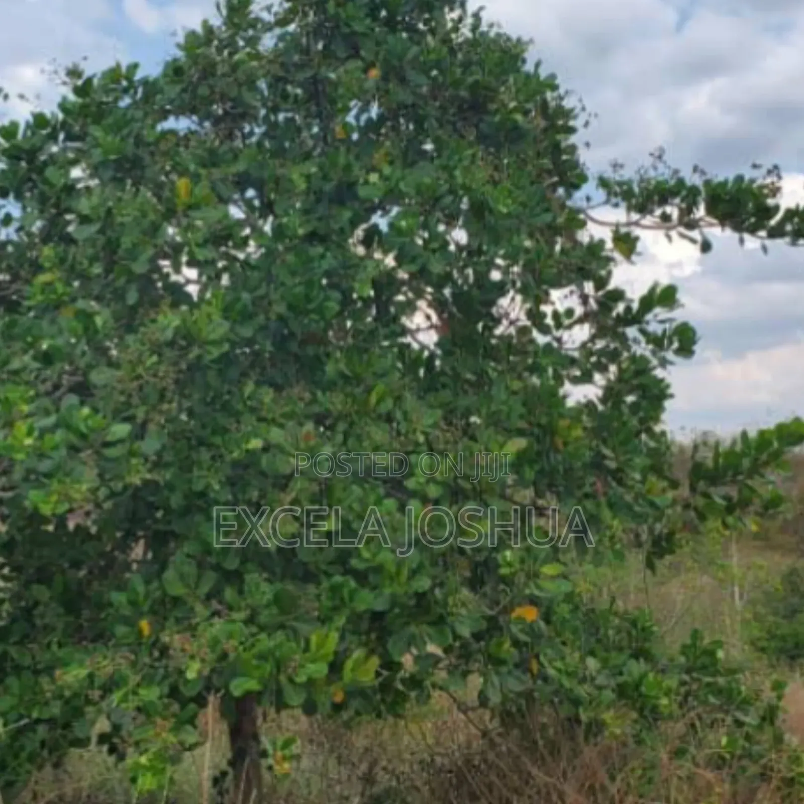 Shamba Eka 50 Linauzwa Mbwewe Halimashauri Ya Bagamoyo