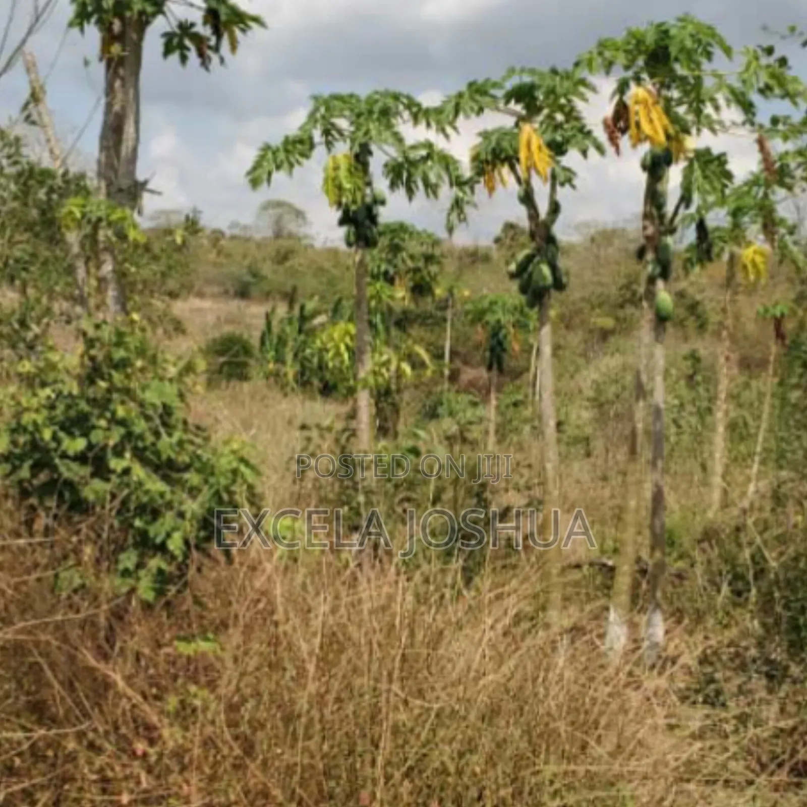 Shamba Eka 50 Linauzwa Mbwewe Halimashauri Ya Bagamoyo