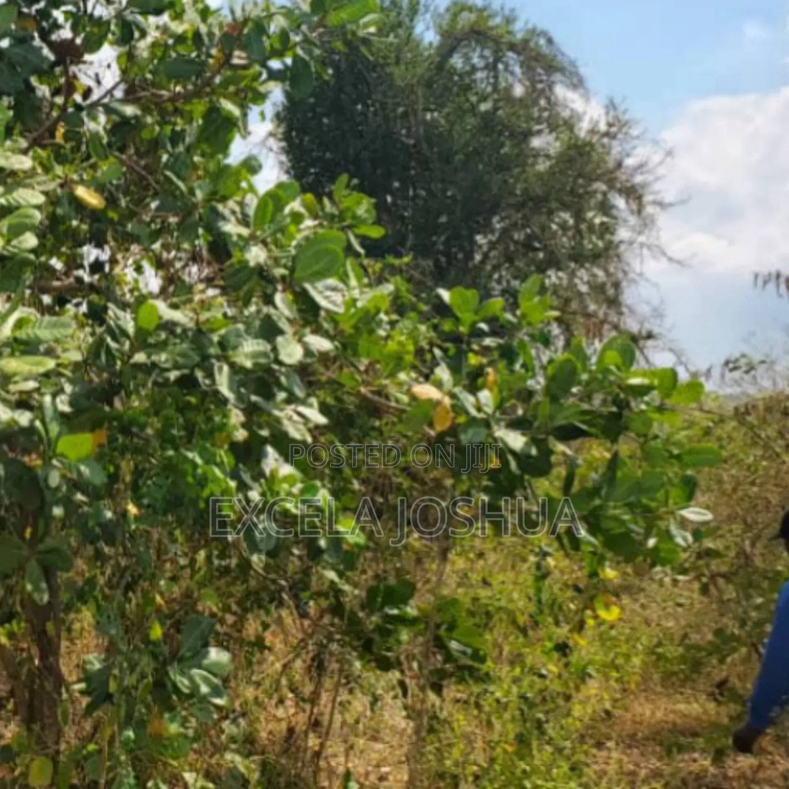 Shamba Eka 50 Linauzwa Mbwewe Halimashauri Ya Bagamoyo
