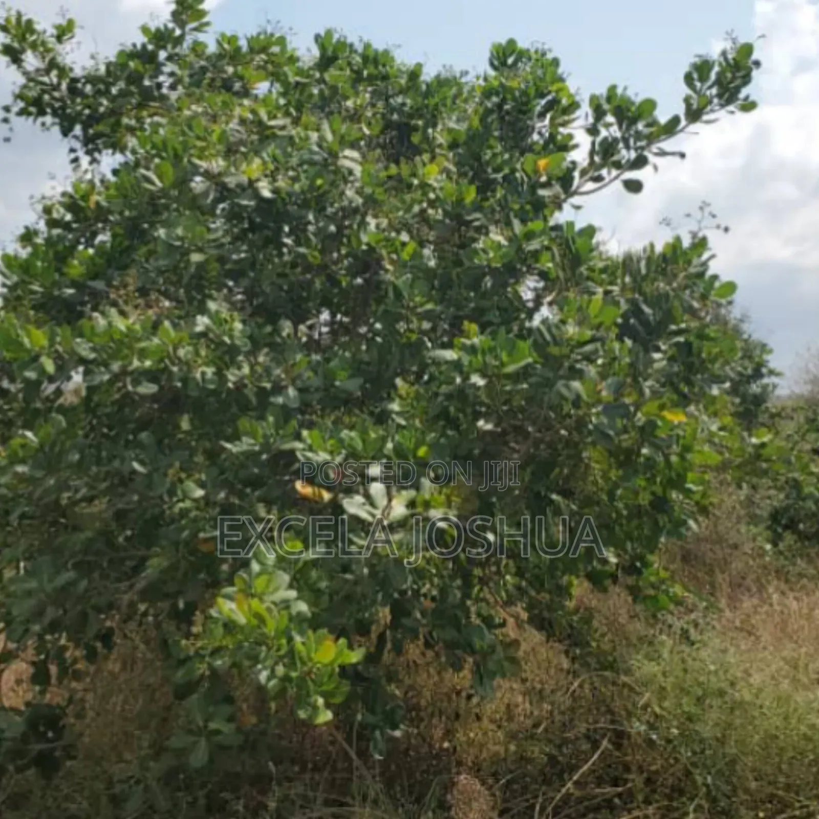 Shamba Eka 50 Linauzwa Mbwewe Halimashauri Ya Bagamoyo