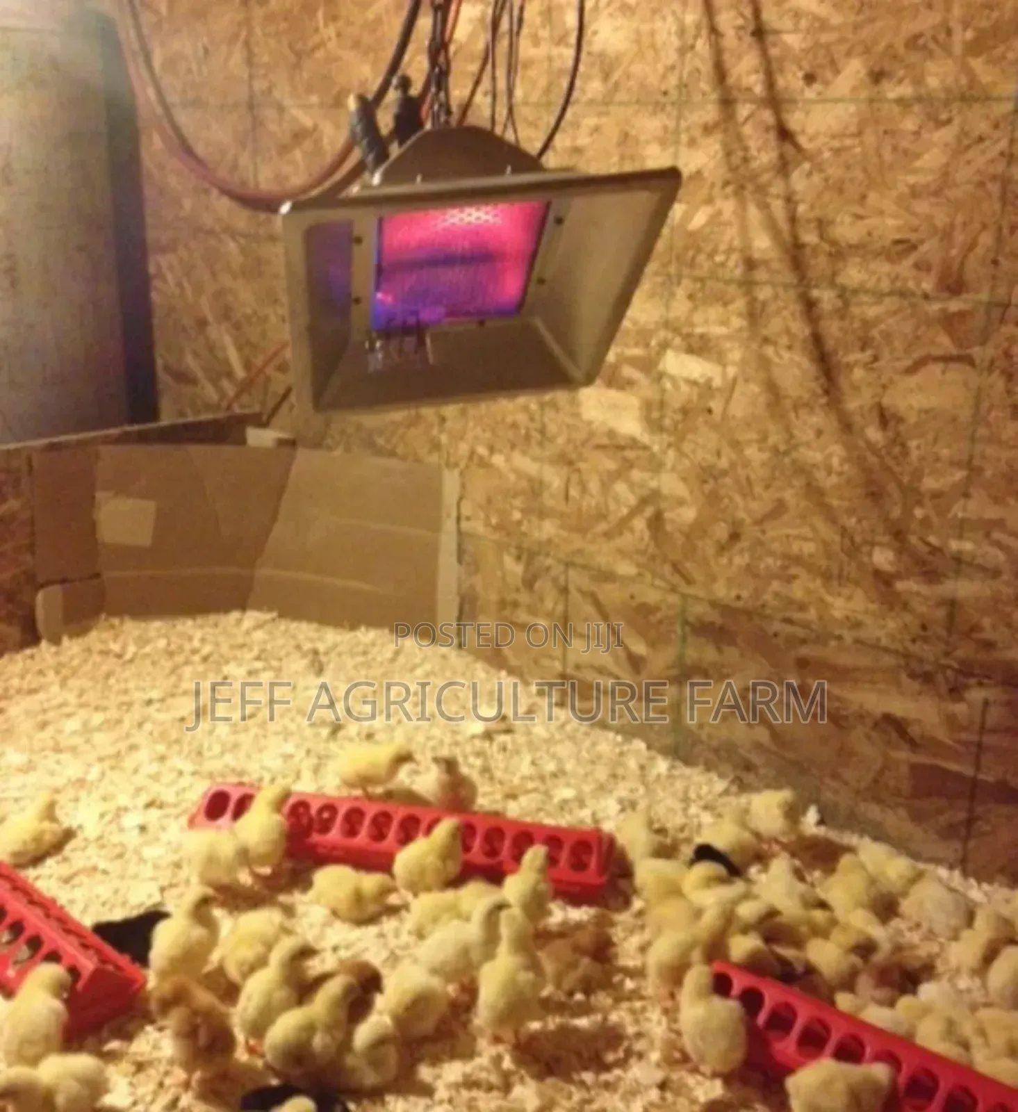 Gas Heater for Chicken
