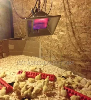 Gas Heater for Chicken