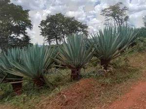 Acre 1000 Zinauzwa Tanga