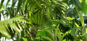 Shamba Bora La Kulima Nanasi Linauzwa Kiwangwa Bago