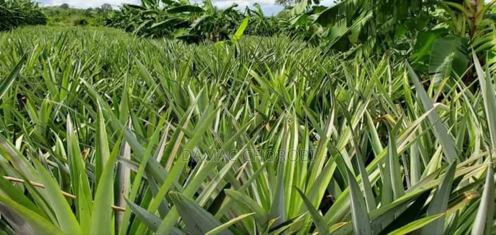 Shamba Bora La Kulima Nanasi Linauzwa Kiwangwa Bago