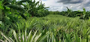 Shamba Bora La Kulima Nanasi Linauzwa Kiwangwa Bago