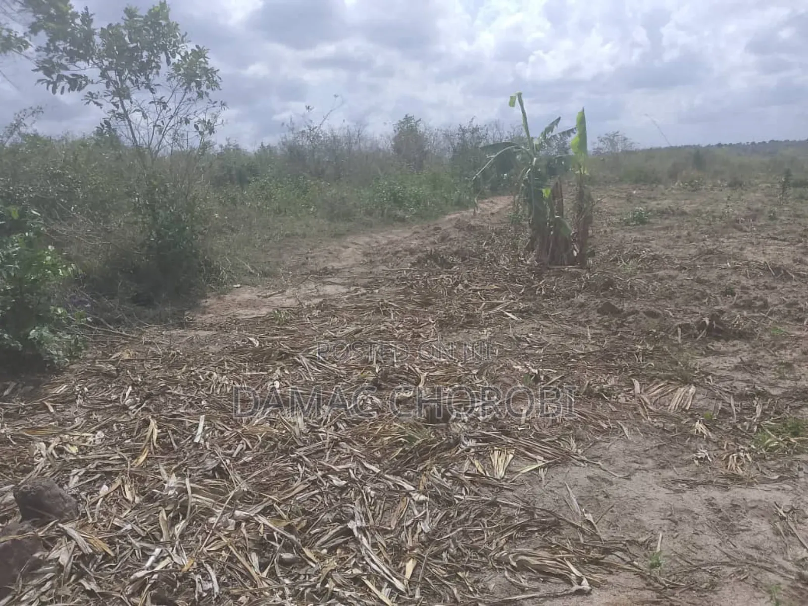 Shamba Bora La Kulima Nanasi Linauzwa Kiwangwa Bago