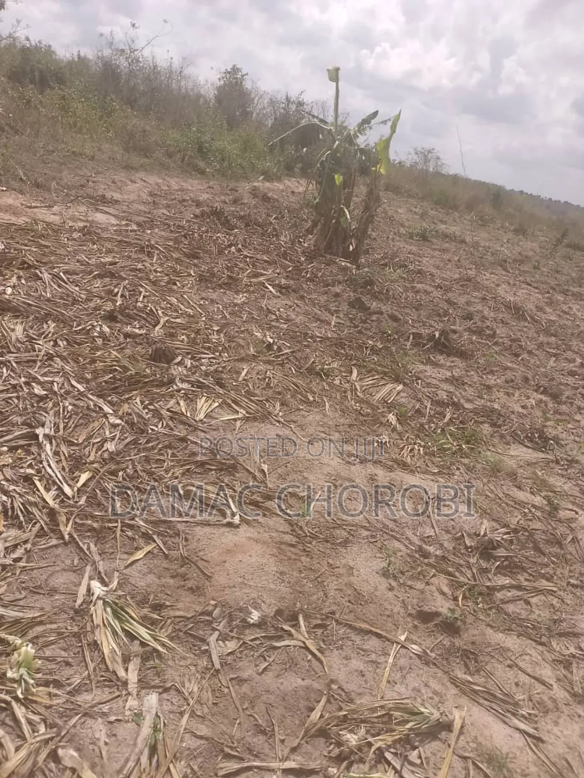 Shamba Bora La Kulima Nanasi Linauzwa Kiwangwa Bago