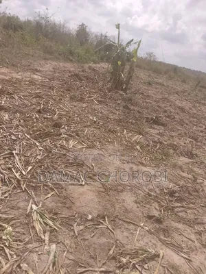 Shamba Bora La Kulima Nanasi Linauzwa Kiwangwa Bago