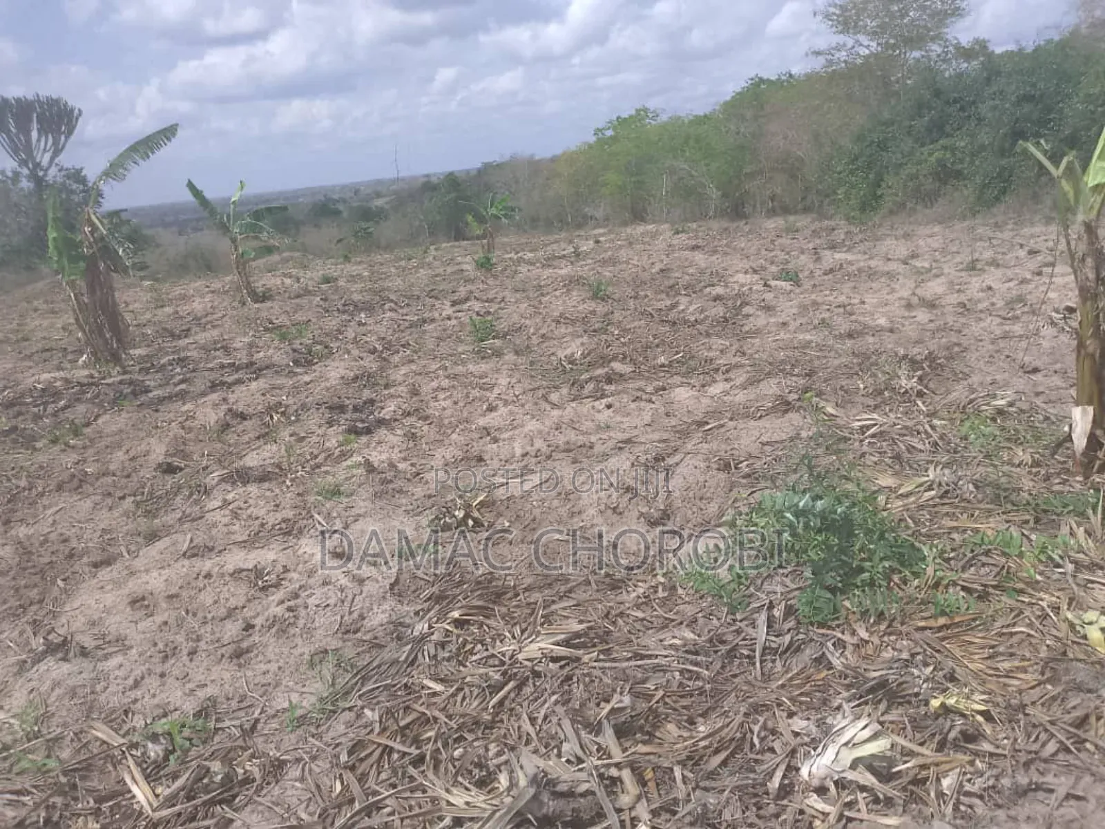 Shamba Bora La Kulima Nanasi Linauzwa Kiwangwa Bago