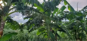 Mashamba Ya Kulima Nanas Bago