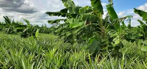 Mashamba Ya Kulima Nanas Bago