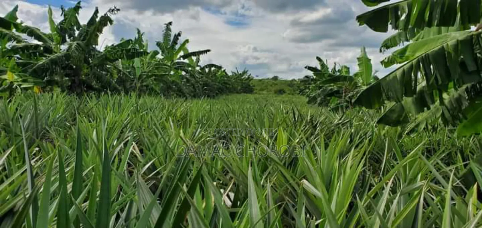 Mashamba Ya Kulima Nanas Bago