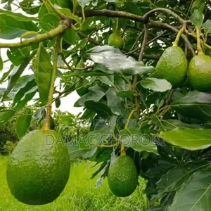 Shamba Hili Linauzwa Lipo Njombe