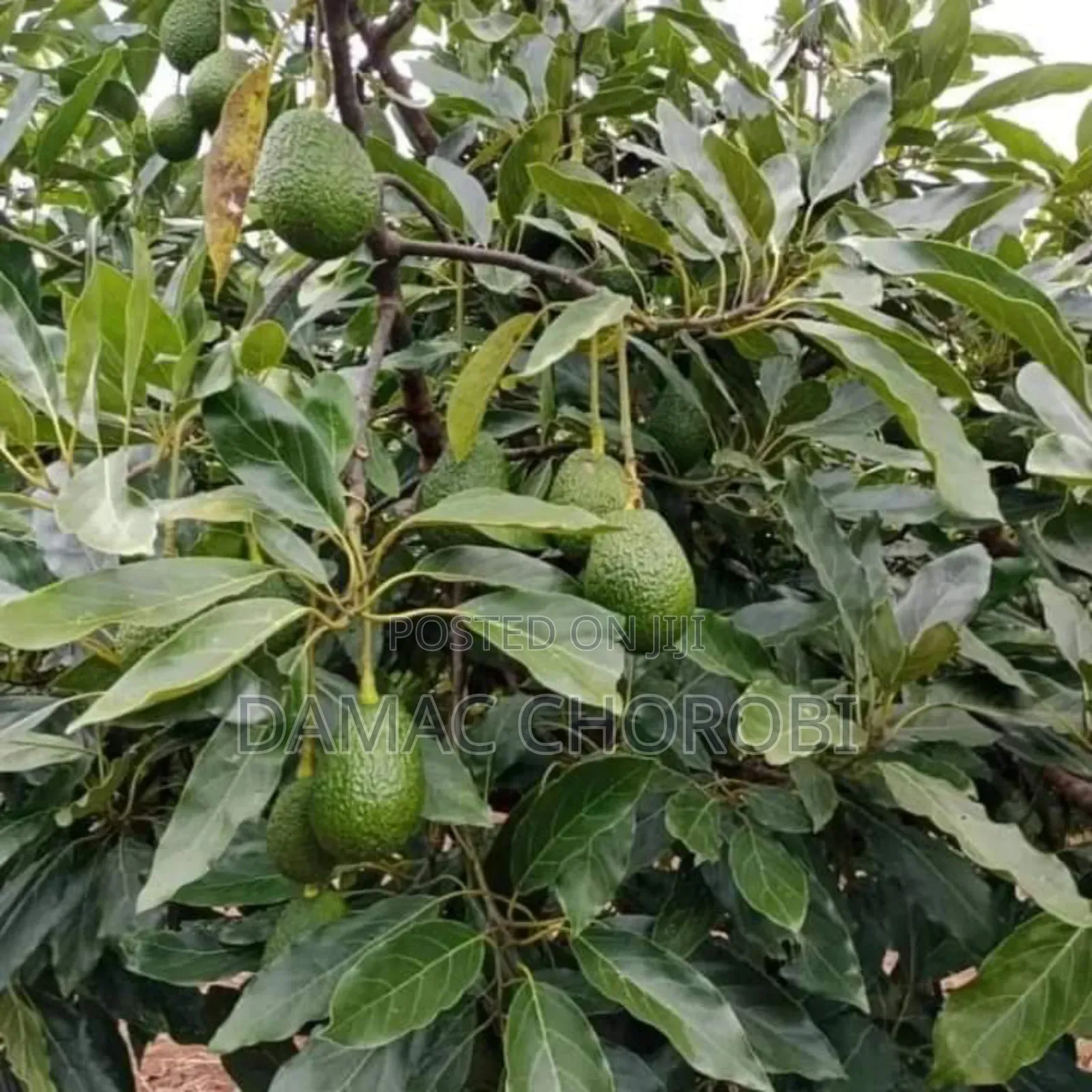Shamba Hili Linauzwa Lipo Njombe