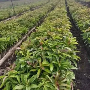 Shamba Hili Linauzwa Lipo Njombe