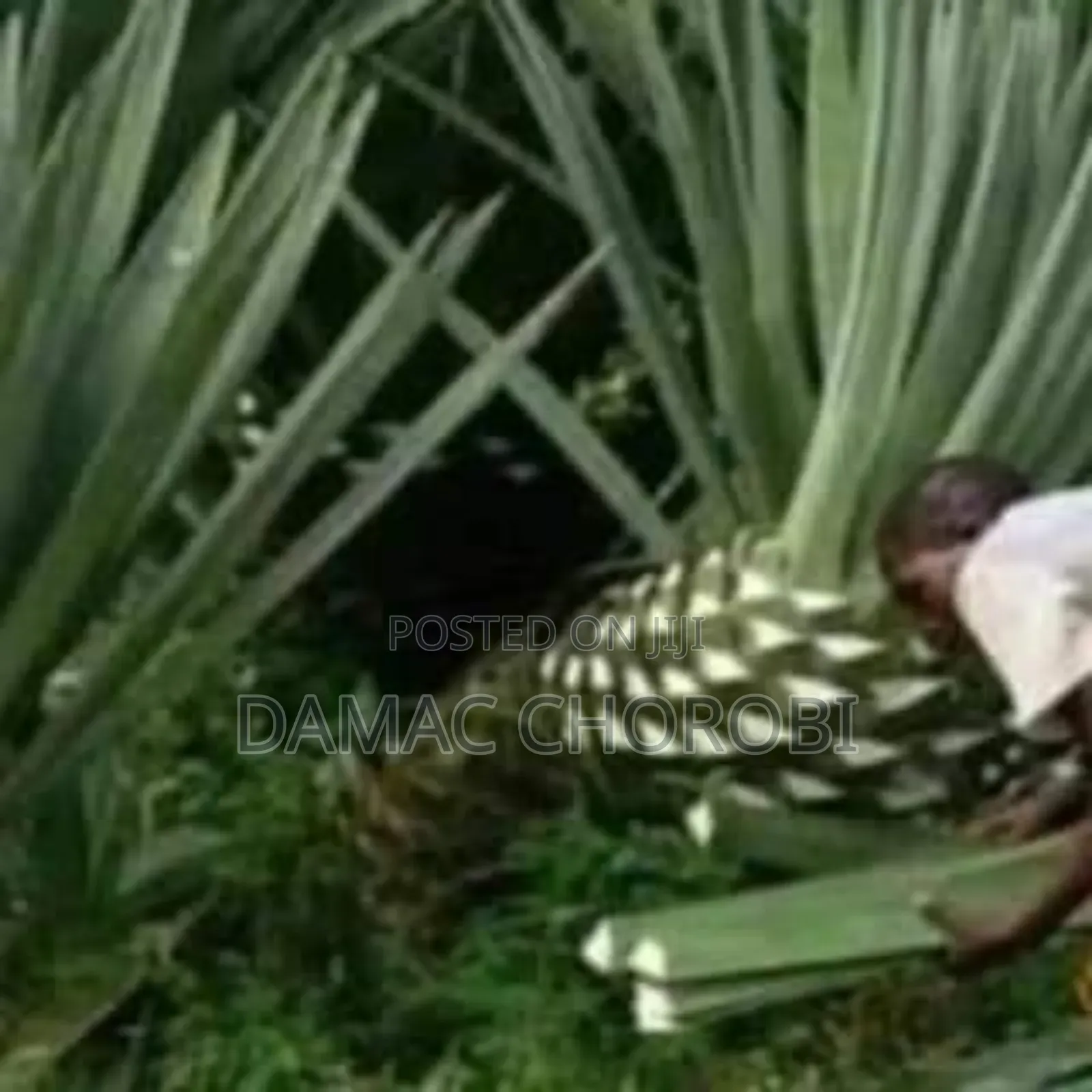 Shamba Hili Linauzwa Lipo Njombe