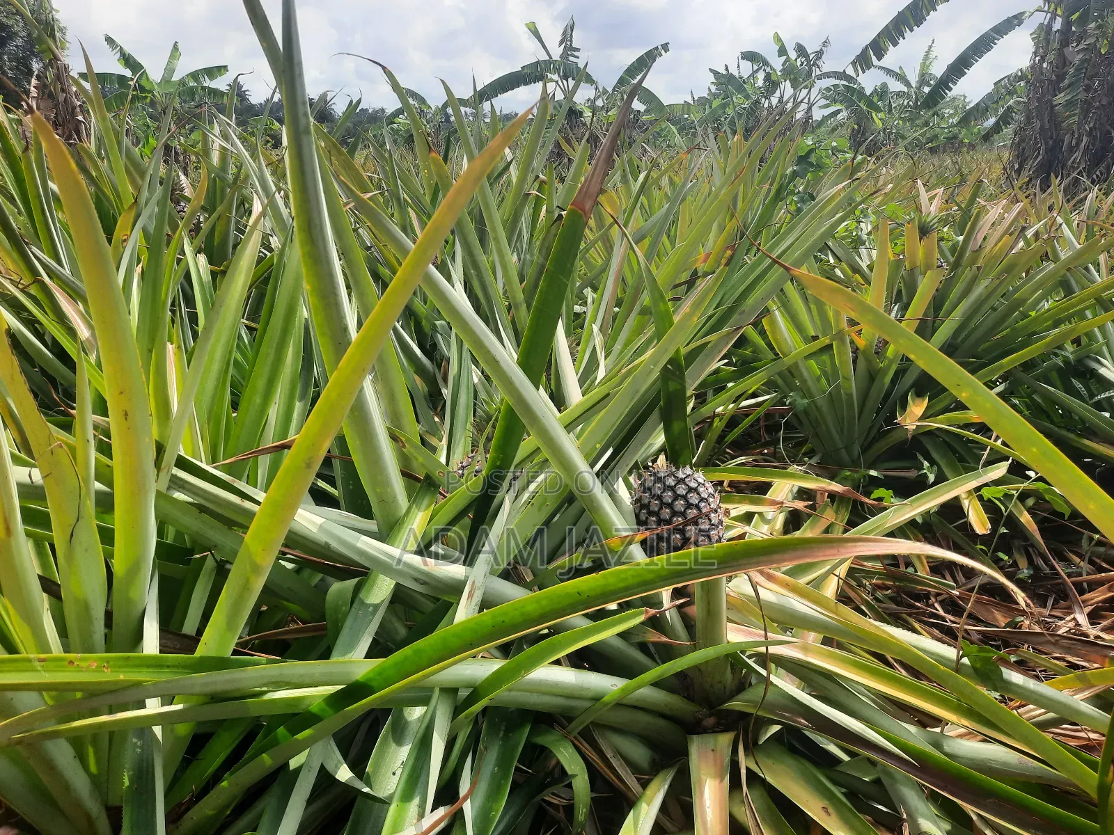 Shamba LA Nanasi Ekari 15 Linauzwa Bagamoyo