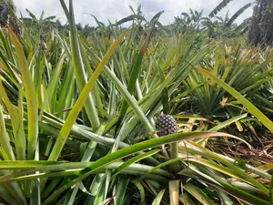 Shamba LA Nanasi Ekari 15 Linauzwa Bagamoyo