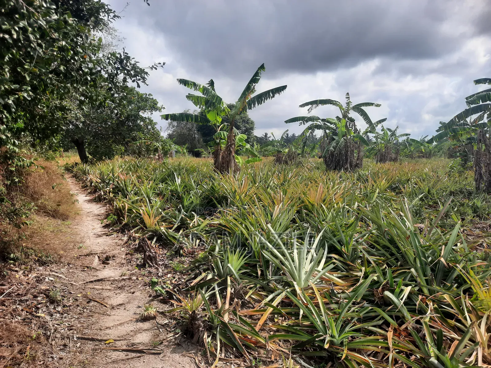 Shamba LA Nanasi Ekari 15 Linauzwa Bagamoyo