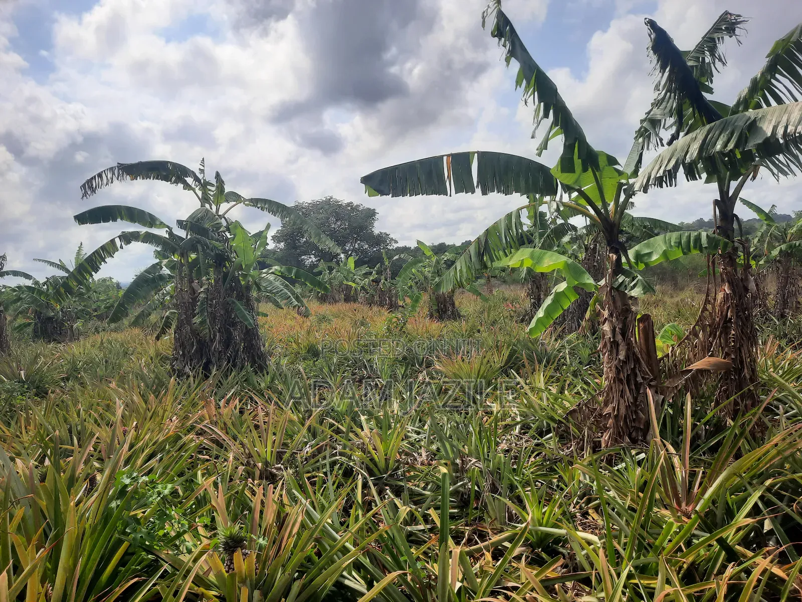Shamba LA Nanasi Ekari 15 Linauzwa Bagamoyo